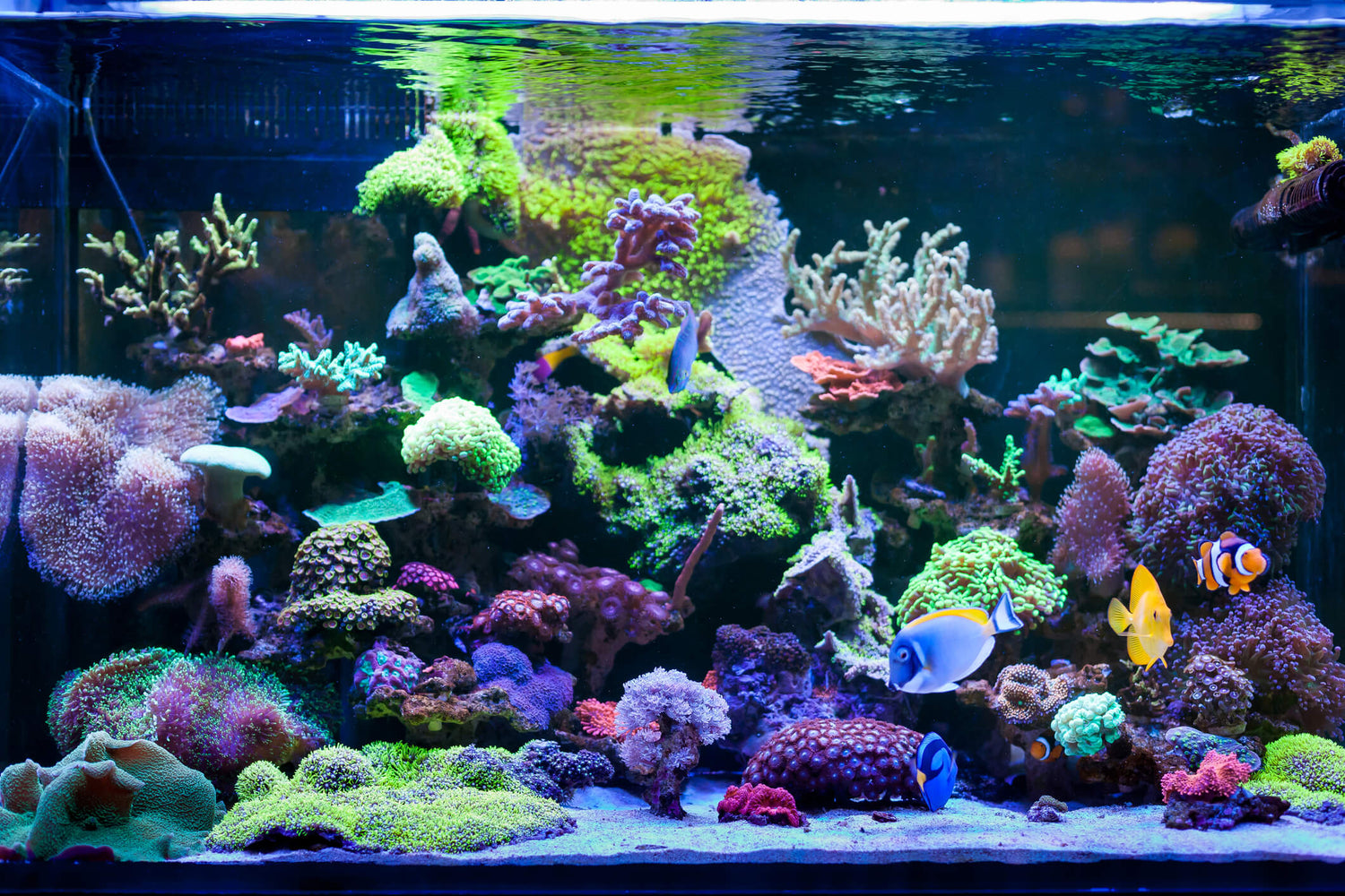 Aquarium Items